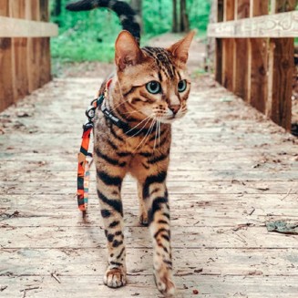 Easy Control Cat Harness and Leash Set for Walking