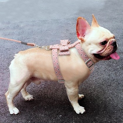 Adjustable Harness and Leash