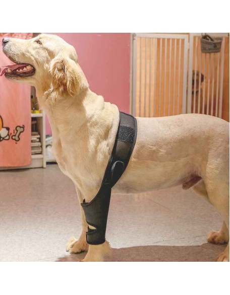 Neoprene Rear Dog Knee Brace for Torn ACL