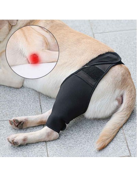 Neoprene Rear Dog Knee Brace for Torn ACL