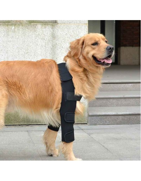 Double Knee Brace for Dogs