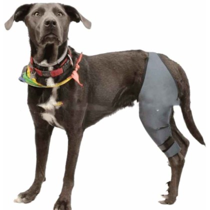 Dog Braces - Knee Brace for Dogs - Cruciate Support