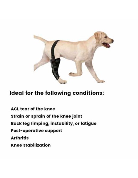 Best Dog Knee Brace for Torn ACL