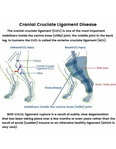 Best Dog Knee Brace for Torn ACL