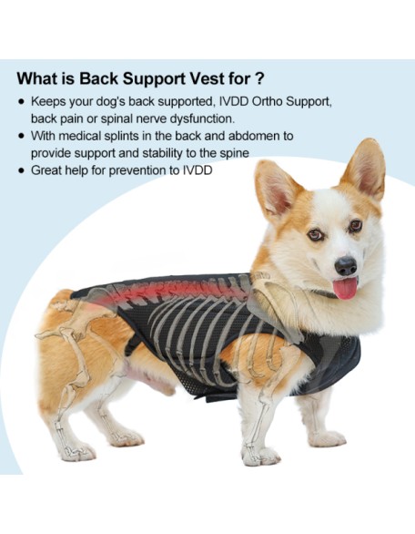 Back Brace for Dogs With IVDD