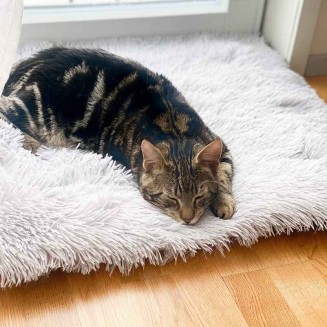 2-in-1 Soothing Cat Bed